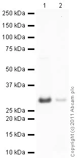 Western blot - Anti-14-3-3 zeta antibody (AB51129)