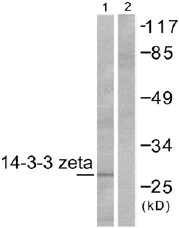Western blot - Anti-14-3-3 zeta antibody (AB51129)