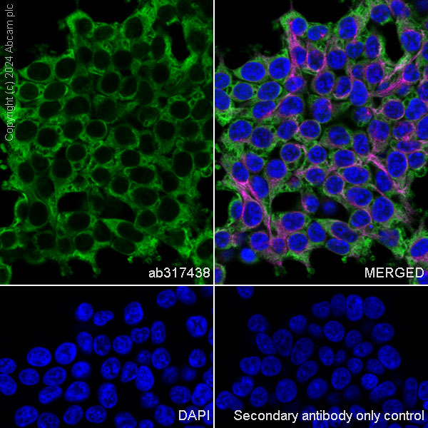 Immunocytochemistry/ Immunofluorescence - Anti-14-3-3 zeta antibody [EPR27044-19] - BSA and Azide free (AB317439)