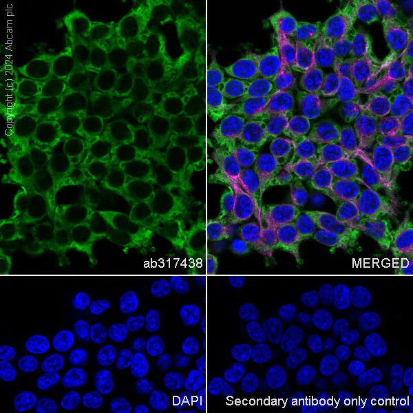 Immunocytochemistry/ Immunofluorescence - Anti-14-3-3 zeta antibody [EPR27044-19] - BSA and Azide free (AB317439)