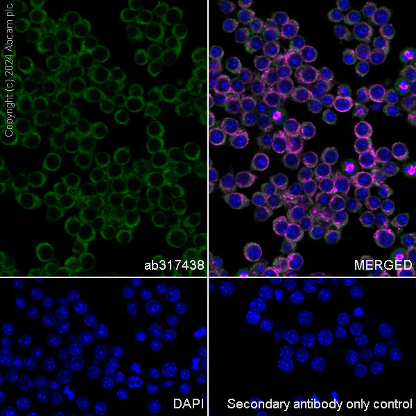 Immunocytochemistry/ Immunofluorescence - Anti-14-3-3 zeta antibody [EPR27044-19] - BSA and Azide free (AB317439)