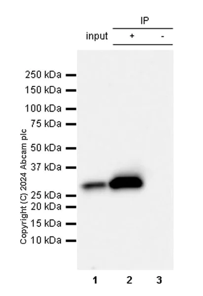 Immunoprecipitation - Anti-14-3-3 zeta antibody [EPR27044-19] - BSA and Azide free (AB317439)