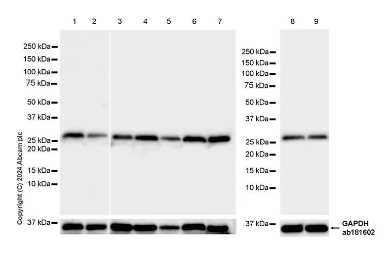 Western blot - Anti-14-3-3 zeta antibody [EPR27044-19] - BSA and Azide free (AB317439)