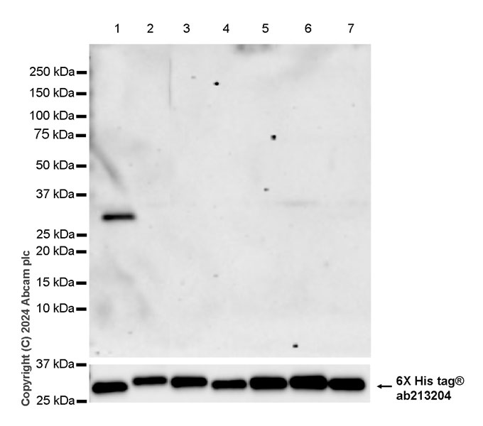 Western blot - Anti-14-3-3 zeta antibody [EPR27044-19] - BSA and Azide free (AB317439)