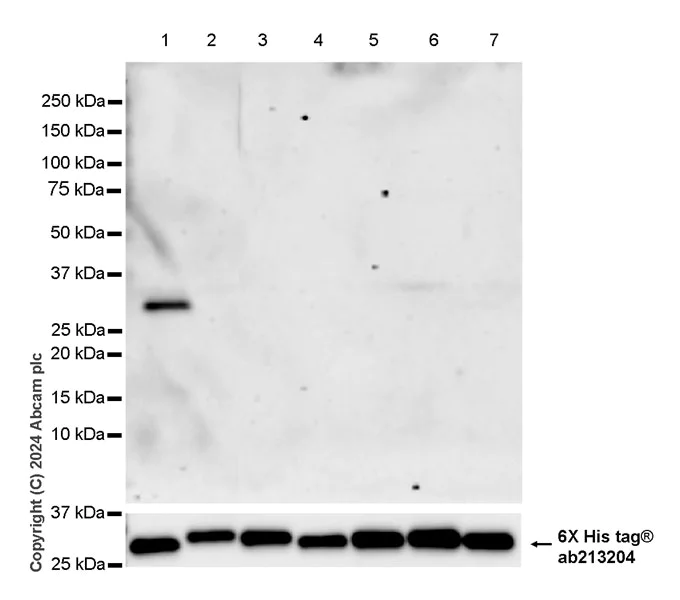 Western blot - Anti-14-3-3 zeta antibody [EPR27044-19] - BSA and Azide free (AB317439)