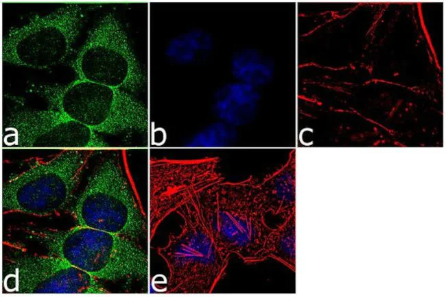 Immunocytochemistry/ Immunofluorescence - Anti-14-3-3 zeta antibody [RP23040200] (AB313480)