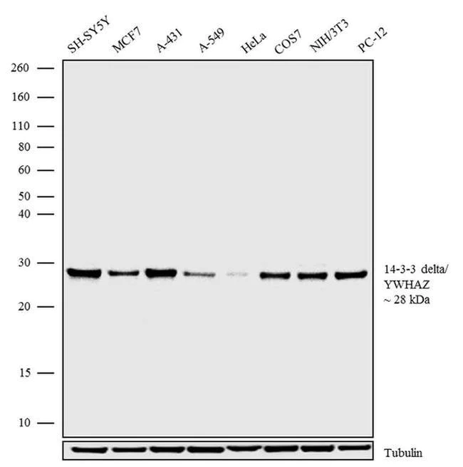 Western blot - Anti-14-3-3 zeta Antibody [RP23040200] (AB313480)