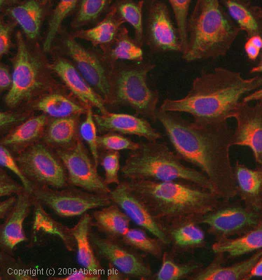Immunocytochemistry/ Immunofluorescence - Anti-14-3-3 zeta (phospho S58) antibody (AB51109)