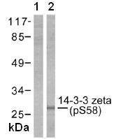 Western blot - Anti-14-3-3 zeta (phospho S58) antibody (AB51109)