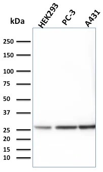 Western blot - Anti-14-3-3E / Tryptophan 5-Monooxygenase Antibody [CPTC-YWHAE-1] (AB268130)