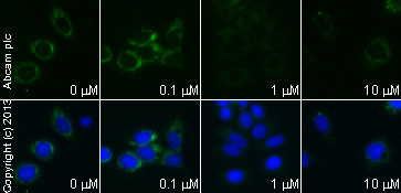 Immunocytochemistry/ Immunofluorescence - 15-Deoxy-Delta12,14-prostaglandin J2, Selective PPARgamma agonist (AB141717)