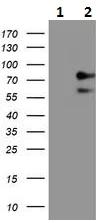 Western blot - Anti-15 Lipoxygenase 1 antibody [7H6] (AB230919)