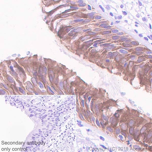 Immunohistochemistry (Formalin/PFA-fixed paraffin-embedded sections) - Anti-15 Lipoxygenase 1 antibody [EPR22136] (AB242062)
