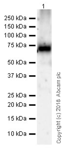 Western blot - Anti-15 Lipoxygenase 1 antibody [EPR22136] (AB242062), expandable thumbnail
