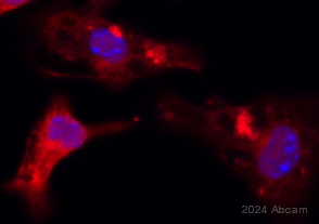 Immunocytochemistry - Anti-15 Lipoxygenase 1 antibody [EPR22138] (AB244205)