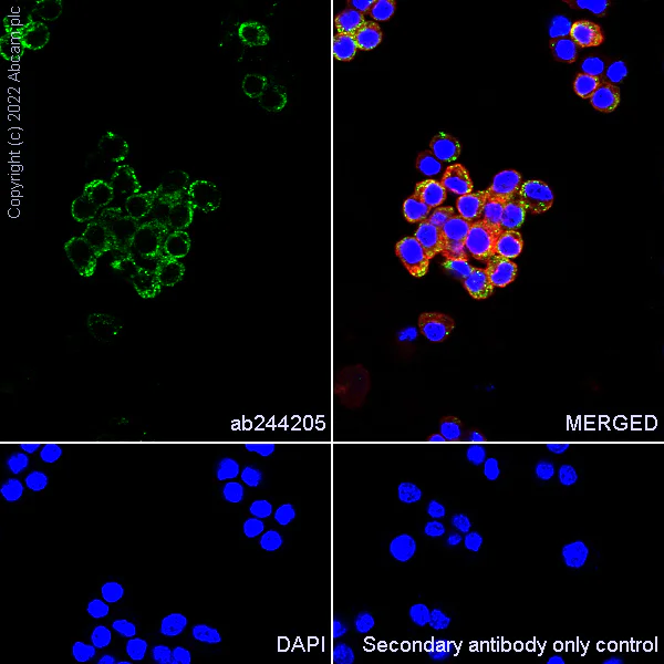 Immunocytochemistry/ Immunofluorescence - Anti-15 Lipoxygenase 1 antibody [EPR22138] (AB244205)