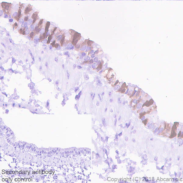 Immunohistochemistry (Formalin/PFA-fixed paraffin-embedded sections) - Anti-15 Lipoxygenase 1 antibody [EPR22138] (AB244205)