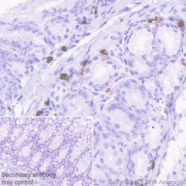 Immunohistochemistry (Formalin/PFA-fixed paraffin-embedded sections) - Anti-15 Lipoxygenase 1 antibody [EPR22138] (AB244205)
