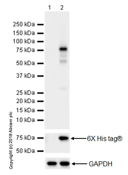 Western blot - Anti-15 Lipoxygenase 1 antibody [EPR22138] (AB244205)