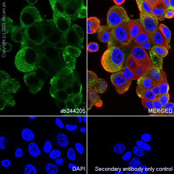 Immunocytochemistry/ Immunofluorescence - Anti-15 Lipoxygenase 1 antibody [EPR22138] - BSA and Azide free (AB245201)