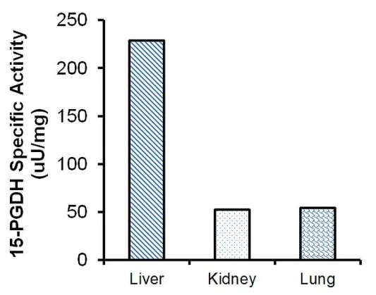 Functional Studies - 15-PGDH Activity Assay Kit (Fluorometric) (AB273327)