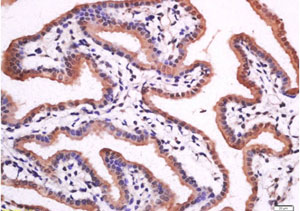 Immunohistochemistry (Formalin/PFA-fixed paraffin-embedded sections) - Anti-15-PGDH antibody (AB217848)