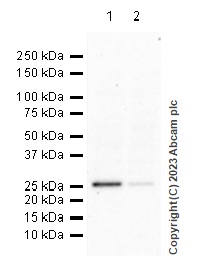 Western blot - Anti-15-PGDH antibody [EPR14332-19] - BSA and Azide free (AB232625)