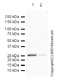 Western blot - Anti-15-PGDH antibody [EPR14332-19] - BSA and Azide free (AB232625)