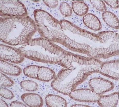 Immunohistochemistry (Formalin/PFA-fixed paraffin-embedded sections) - Anti-15-PGDH antibody [EPR14332] - BSA and Azide free (AB243942)