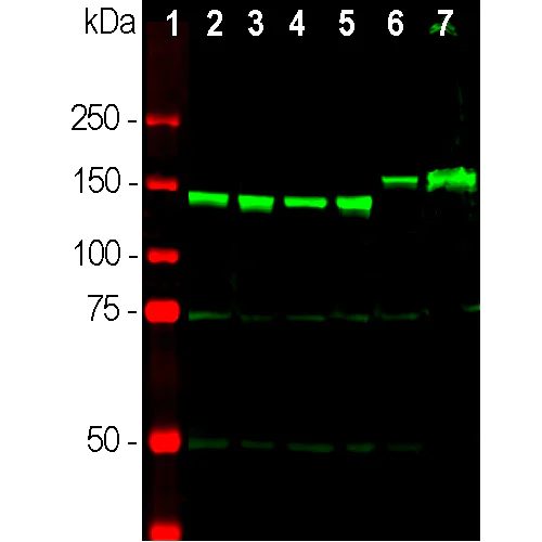 Western blot - Anti-160 kD Neurofilament Medium antibody (AB9034)