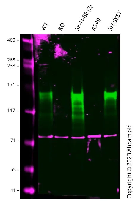 Western blot - Anti-160 kD Neurofilament Medium antibody [EP2460] - BSA and Azide free (AB247580)