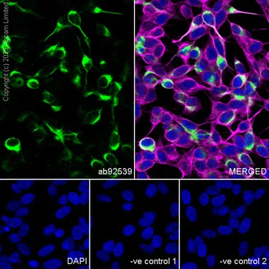 Immunocytochemistry/ Immunofluorescence - Anti-160 kD Neurofilament Medium antibody [EP2460] - Neuronal Marker (AB92539)
