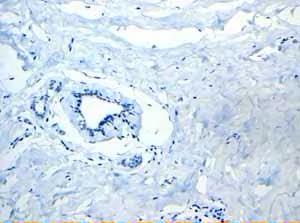 Immunohistochemistry (Formalin/PFA-fixed paraffin-embedded sections) - Anti-160 kD Neurofilament Medium antibody [EP2460] (AB92539), expandable thumbnail