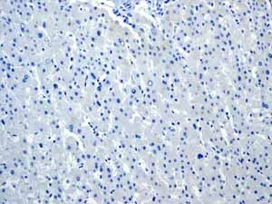 Immunohistochemistry (Formalin/PFA-fixed paraffin-embedded sections) - Anti-160 kD Neurofilament Medium antibody [EP2460] (ab92539), expandable thumbnail