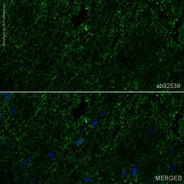 Immunohistochemistry (Frozen sections) - Anti-160 kD Neurofilament Medium antibody [EP2460] - Neuronal Marker (AB92539)