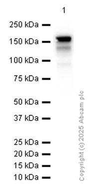 Western blot - Anti-160 kD Neurofilament Medium antibody [EP2460] - Neuronal Marker (AB92539)
