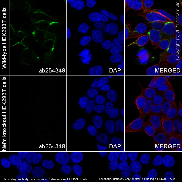 Immunocytochemistry/ Immunofluorescence - Anti-160 kD Neurofilament Medium antibody [EPR23510-76] - BSA and Azide free (AB281830)