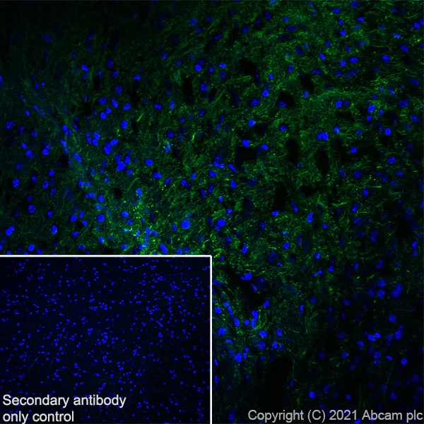 Immunohistochemistry (Frozen sections) - Anti-160 kD Neurofilament Medium antibody [EPR23510-76] - BSA and Azide free (AB281830)