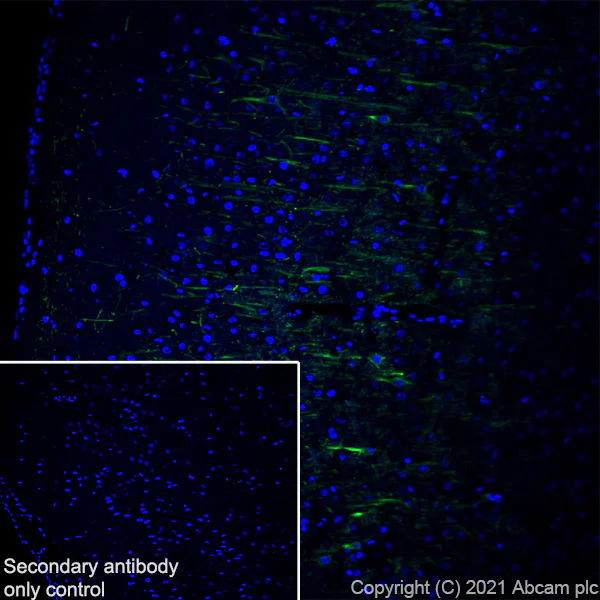 Immunohistochemistry (Frozen sections) - Anti-160 kD Neurofilament Medium antibody [EPR23510-76] - BSA and Azide free (AB281830)