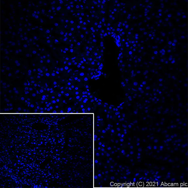 Immunohistochemistry (Frozen sections) - Anti-160 kD Neurofilament Medium antibody [EPR23510-76] - BSA and Azide free (AB281830)