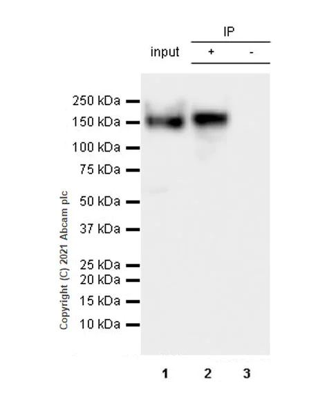 Immunoprecipitation - Anti-160 kD Neurofilament Medium antibody [EPR23510-76] - BSA and Azide free (AB281830)