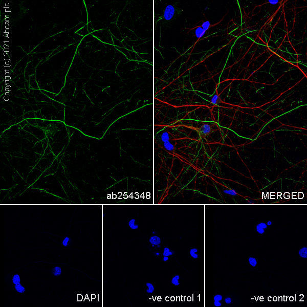 Immunocytochemistry/ Immunofluorescence - Anti-160 kD Neurofilament Medium antibody [EPR23510-76] (ab254348), expandable thumbnail