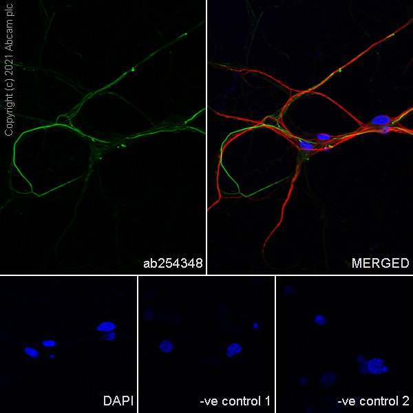 Immunocytochemistry/ Immunofluorescence - Anti-160 kD Neurofilament Medium antibody [EPR23510-76] (ab254348), expandable thumbnail