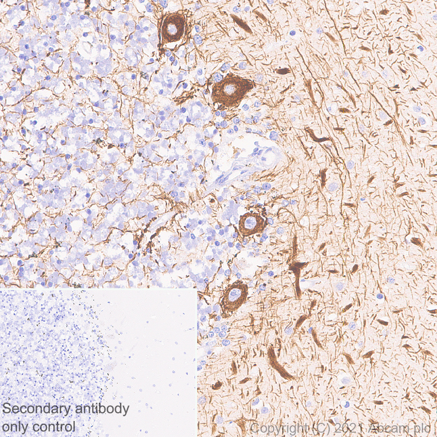 Immunohistochemistry (Formalin/PFA-fixed paraffin-embedded sections) - Anti-160 kD Neurofilament Medium antibody [EPR23510-76] (AB254348), expandable thumbnail