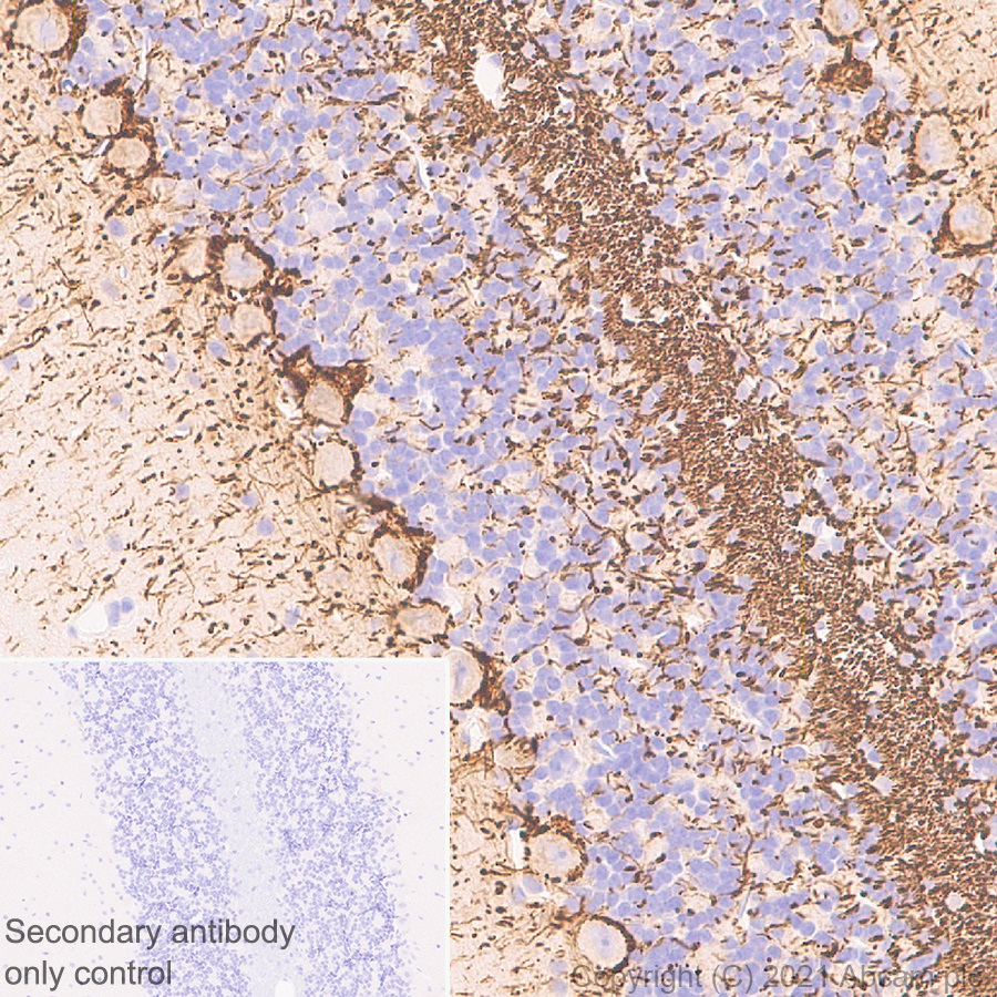 Immunohistochemistry (Formalin/PFA-fixed paraffin-embedded sections) - Anti-160 kD Neurofilament Medium antibody [EPR23510-76] - Neuronal Marker (ab254348), expandable thumbnail