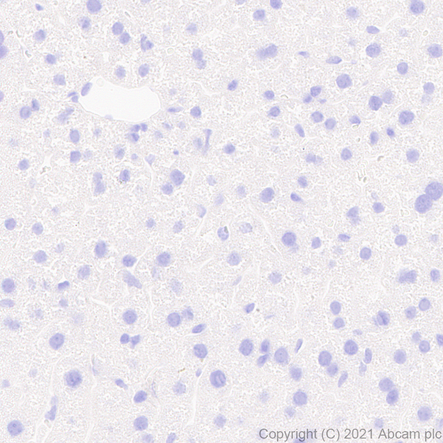 Immunohistochemistry (Formalin/PFA-fixed paraffin-embedded sections) - Anti-160 kD Neurofilament Medium antibody [EPR23510-76] - Neuronal Marker (AB254348), expandable thumbnail