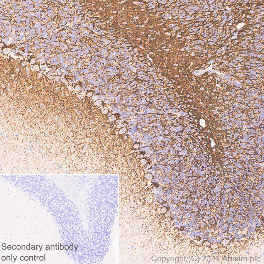 Immunohistochemistry (Formalin/PFA-fixed paraffin-embedded sections) - Anti-160 kD Neurofilament Medium antibody [EPR23510-76] (ab254348), expandable thumbnail