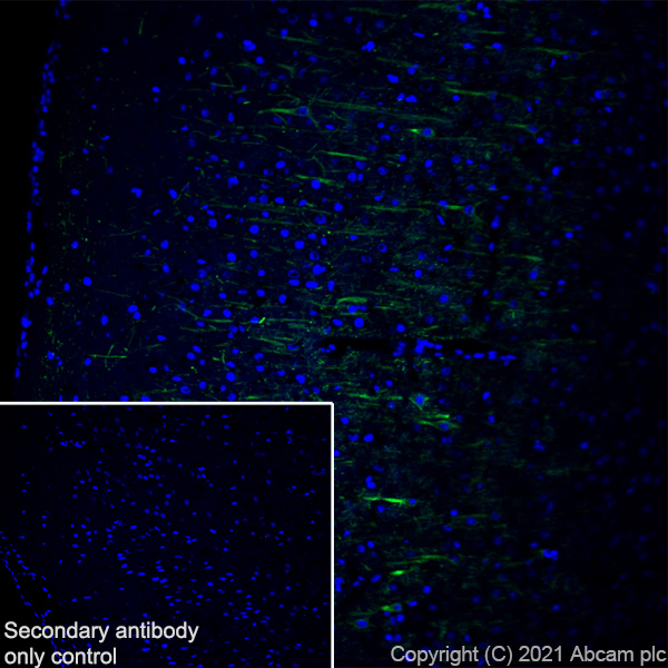 Immunohistochemistry (Frozen sections) - Anti-160 kD Neurofilament Medium antibody [EPR23510-76] (ab254348), expandable thumbnail