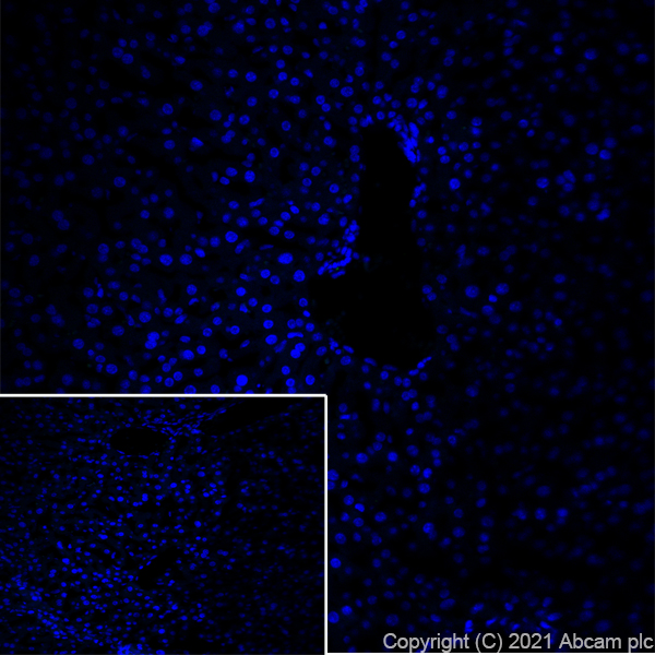 Immunohistochemistry (Frozen sections) - Anti-160 kD Neurofilament Medium antibody [EPR23510-76] (ab254348), expandable thumbnail