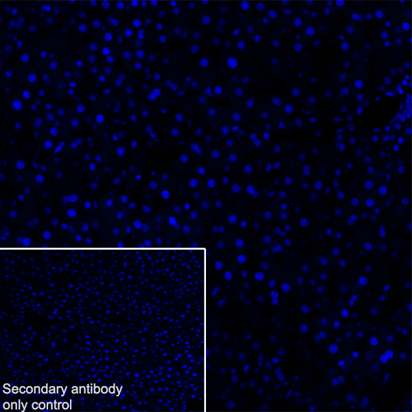 Immunohistochemistry (Frozen sections) - Anti-160 kD Neurofilament Medium antibody [EPR23510-76] (ab254348), expandable thumbnail